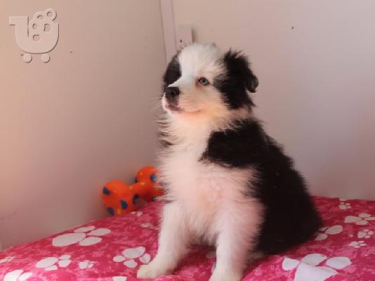 Κουτάβια Border Collie